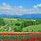 This　　is　Hokkaido！