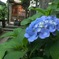 上板橋のある神社内の景色