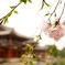 桜2