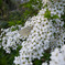 山桜