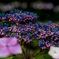 紫陽花・・・２