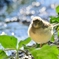 セグロセキレイ（幼鳥）