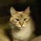 わが輩はねこである