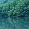 新緑の蔦沼