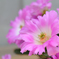 今年も咲いたサボテンの花