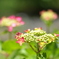 紫陽花　1