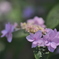 紫陽花　2