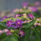 紫陽花　3