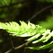 シダ植物、好きだー
