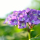 紫陽花