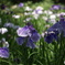 千葉公園の花菖蒲