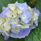 flower　prism