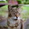 猫1