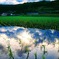 水田を通して見る空