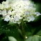 紫陽花の花言葉は「移り気」。。