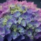 紫陽花山