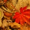 紅一葉