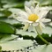 スイレン @みずの森