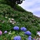 形原 あじさいの里