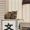 にらみつける攻撃