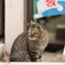 チラッ 2