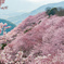 桜山