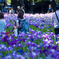 昼下がりの花菖蒲園