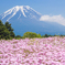 富士芝桜まつり