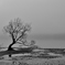 Wanaka tree