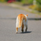 ロンリーキャット