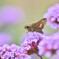 セセリチョウと柳花笠