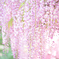 藤の花