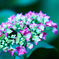 紫陽花5分咲き