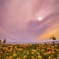 Gild the lily