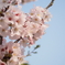 登録したので今更桜を初投稿（他にいいのがなかった）