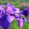 菖蒲