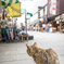 野良猫
