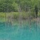 新緑の青い池
