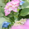紫陽花