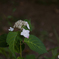 紫陽花１