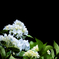 紫陽花