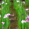 小岩菖蒲園３