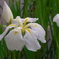 小岩菖蒲園４