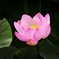 蓮花