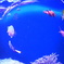 我が家の魚達
