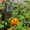 Swallowtail butterfly