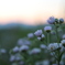 夕暮れの花