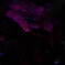 紫陽花