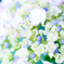 DSCF2714