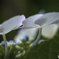 DSC07062紫陽花劇場 花紋の綾-3